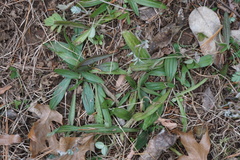 Plantago lanceolata