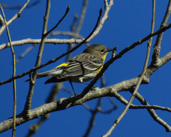Setophaga coronata