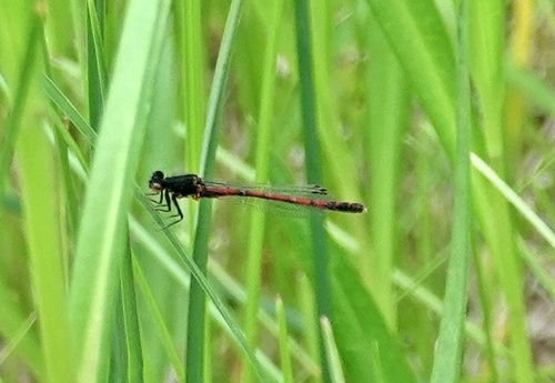 Western Red Damsel photo 4