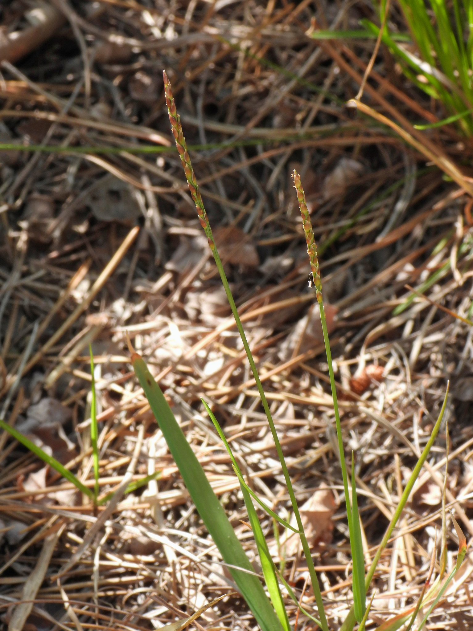 Zoysia japonica
