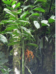 Chamaedorea pinnatifrons