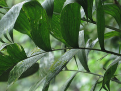 Chamaedorea pinnatifrons