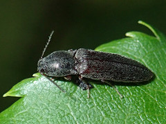 Dendrometrina