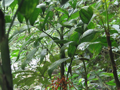 Chamaedorea pinnatifrons