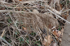 Phragmites australis