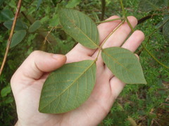 Kennedia rubicunda