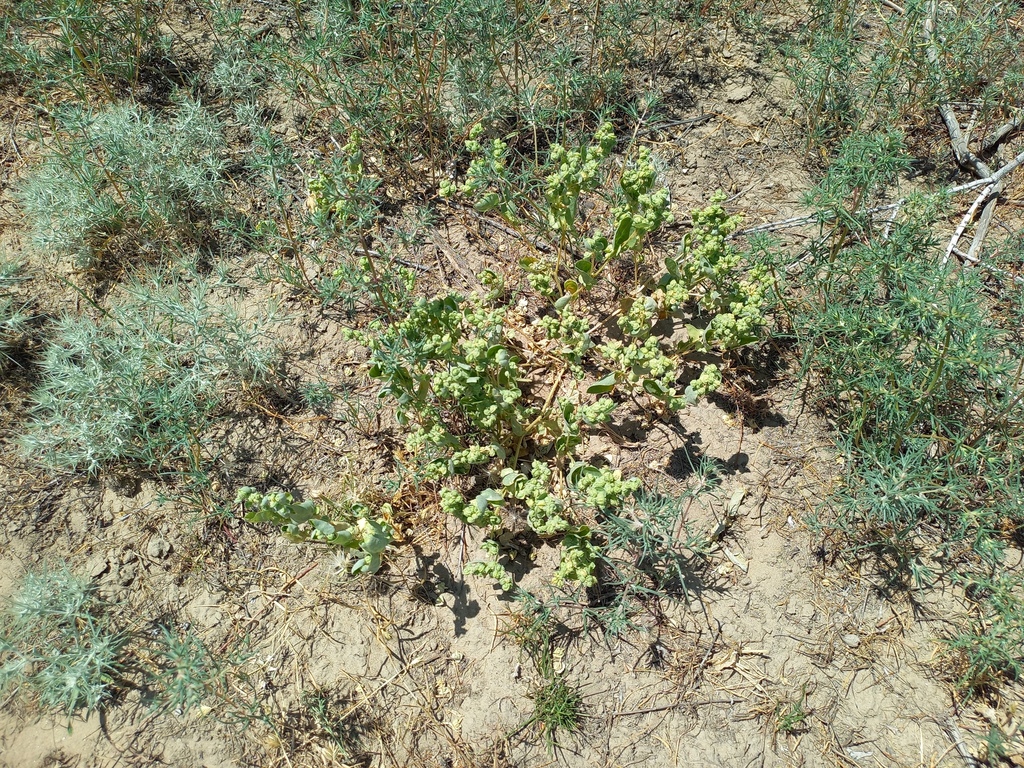 Atriplex centralasiatica (Atriplex centralasiatica)
