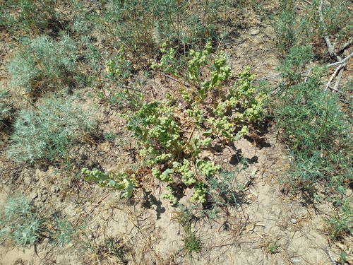 Atriplex centralasiatica (Atriplex centralasiatica)