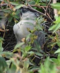 Nycticorax nycticorax image