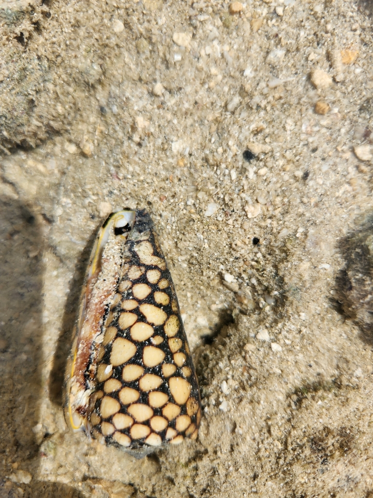 Marble cone