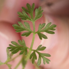 Torilis arvensis