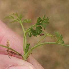 Torilis arvensis