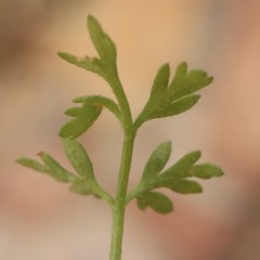 Torilis arvensis