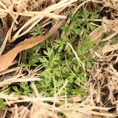 Torilis arvensis