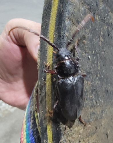 Dorysthenes hydropicus