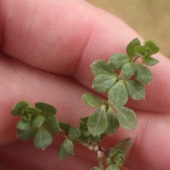 Sherardia arvensis