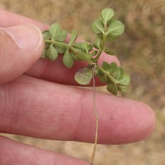 Sherardia arvensis