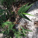 Lasiacis ruscifolia - Photo (c) Pedro Nájera Quezada,  זכויות יוצרים חלקיות (CC BY-NC), הועלה על ידי Pedro Nájera Quezada