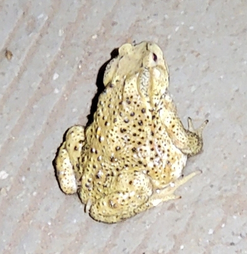 Asiatic Toad