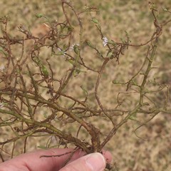 Symphyotrichum divaricatum