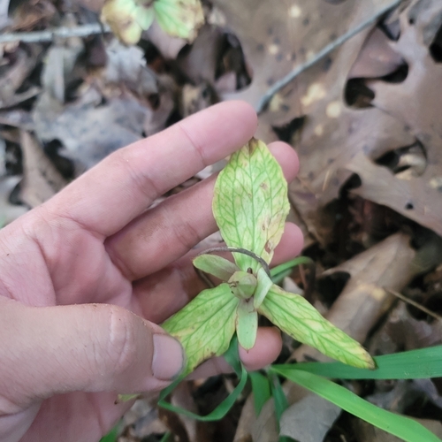 Image of Trillium lancifolium by no rights reserved
