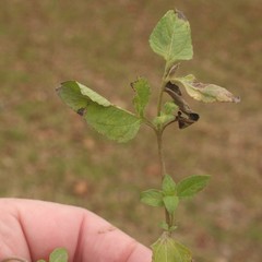 Calyptocarpus vialis