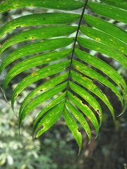 Chamaedorea linearis