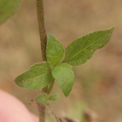 Calyptocarpus vialis