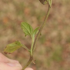 Calyptocarpus vialis