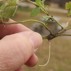Calyptocarpus vialis