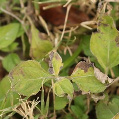Calyptocarpus vialis