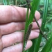Carex lambertiana - Photo (c) Mikey Watson, osa oikeuksista pidätetään (CC BY-NC), lähettänyt Mikey Watson