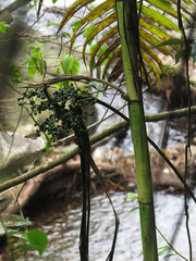 Chamaedorea linearis
