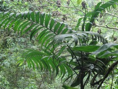 Chamaedorea linearis