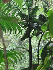 Chamaedorea linearis