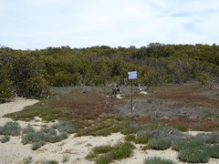 Suaeda australis