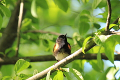 Setophaga ruticilla image