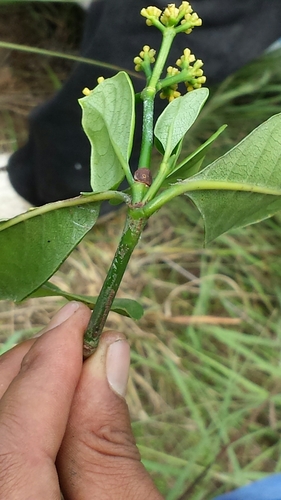 Psychotria imerinensis image