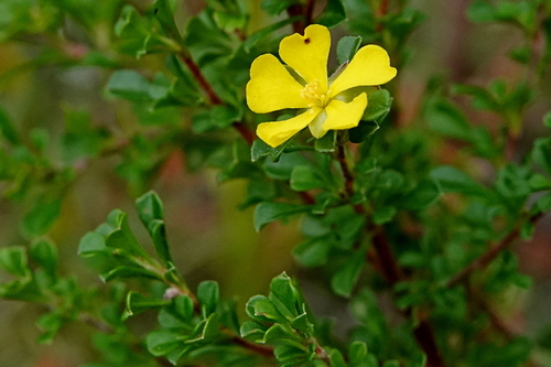 Image of Hibbertia monogyna by (c) Max Campbell, some rights reserved (CC BY)