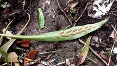 Loxogramme lanceolata