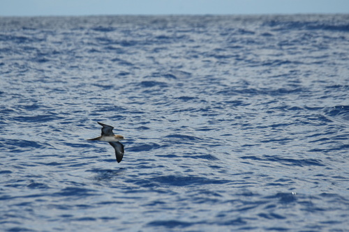 Puffinus observed 2023-06-16