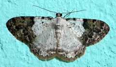 Psilalcis albibasis