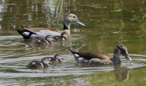 Ringed Teal, photo 9 of 9