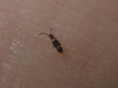 Entomobrya clitellaria