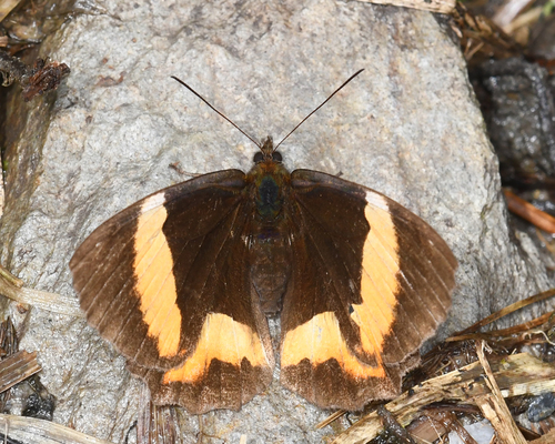 Pedaliodes pelinna
