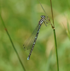 Austrocoenagrion lyelli