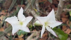 Pachypodium saundersii image