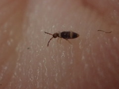 Entomobrya clitellaria