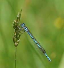 Austrocoenagrion lyelli