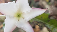 Pachypodium saundersii image